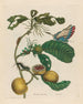Jamdozen Boom - Maria Sibylla Merian — weergave van het kunstwerk