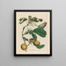 Jamdozen Boom - Maria Sibylla Merian — ingelijst kunstwerk aan de muur