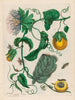 Marquiaas - Maria Sibylla Merian — weergave van het kunstwerk