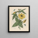 Muscus Bloem - Maria Sibylla Merian — ingelijst kunstwerk aan de muur