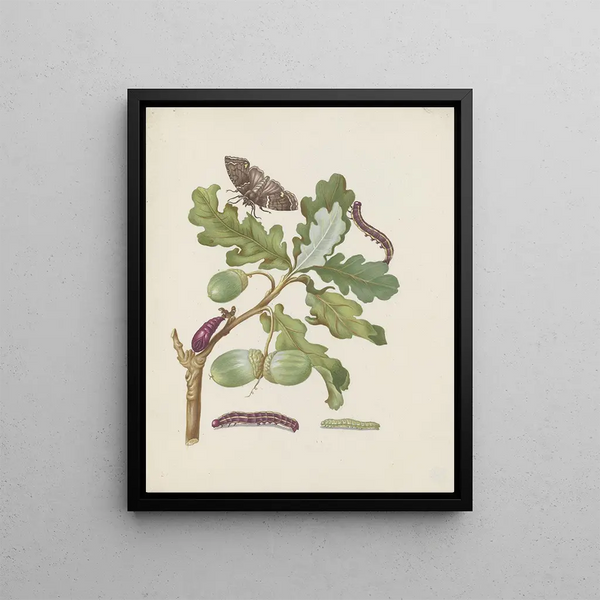 Maria Sibylla Merian - Oak branch with owlet moth caterpillars and pupa.webp