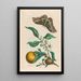 Oranger - Maria Sibylla Merian — ingelijst kunstwerk aan de muur