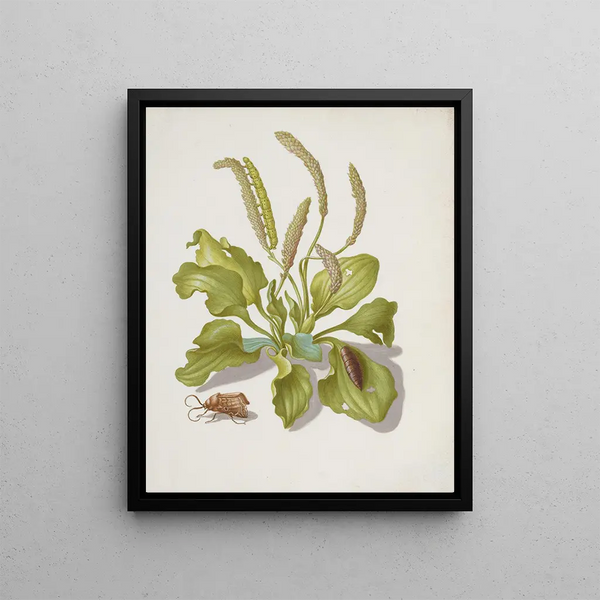 Maria Sibylla Merian - Plantain with Metamorphosis of the BrighLine BrownEye.webp