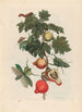Pomme de Sodome - Maria Sibylla Merian — weergave van het kunstwerk