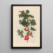 Pomme de Sodome - Maria Sibylla Merian — ingelijst kunstwerk aan de muur