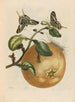 Pompelmous - Maria Sibylla Merian — weergave van het kunstwerk