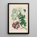 Prunier d'Amérique - Maria Sibylla Merian — ingelijst kunstwerk aan de muur