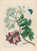 Prunier d'Amérique - Maria Sibylla Merian — weergave van het kunstwerk