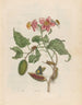 Rocher - Maria Sibylla Merian — weergave van het kunstwerk