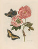 Rozenstruik - Maria Sibylla Merian — weergave van het kunstwerk