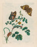 van de Slapende Parels - Maria Sibylla Merian — weergave van het kunstwerk