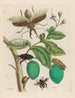 Tabrouba - Maria Sibylla Merian — weergave van het kunstwerk