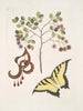 Acacia met grotere bladeren Papilio journal allereerst het grootste - Mark Catesby — weergave van het kunstwerk