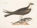 De jagende valk - Mark Catesby — weergave van het kunstwerk