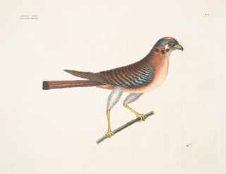 Mark Catesby - Accipiter minor The little Hawk.webp