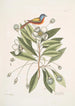 Althaea Alcea Floridana Le Loblolly-Bay Avis Tricolor Le Pinson peint - Mark Catesby — weergave van het kunstwerk