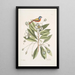 Althaea Alcea Floridana Le Loblolly-Bay Avis Tricolor Le Pinson peint - Mark Catesby — ingelijst kunstwerk aan de muur