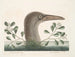 Le grand fou de Bassano - Mark Catesby — weergave van het kunstwerk