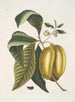 Anona met de vrucht van de vrucht c - Mark Catesby — weergave van het kunstwerk