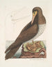 De gek is een bruin vogelsoort verwant aan de Bassaans gans - Mark Catesby — weergave van het kunstwerk
