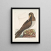 De gek is een bruin vogelsoort verwant aan de Bassaans gans - Mark Catesby — ingelijst kunstwerk aan de muur