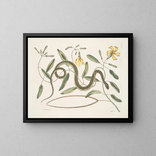 Mark Catesby - Apocynum c Angis viridis maculatus The GreenSpotted Snake.webp