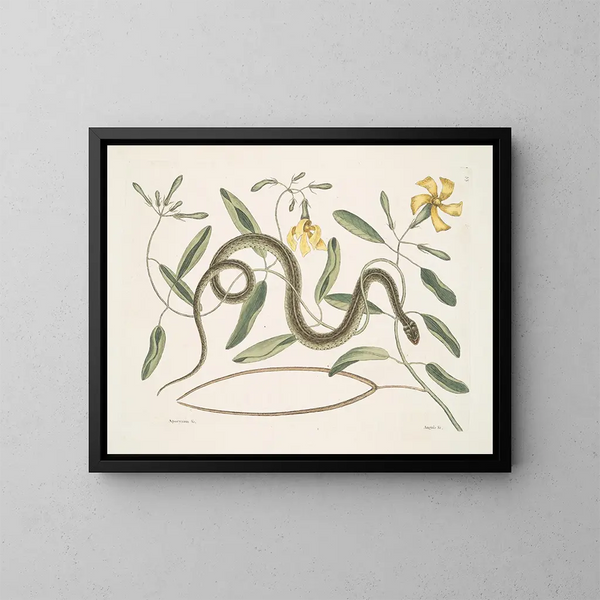 van Apocynum c. Angis viridis maculatus, de getekende groene slang - Mark Catesby — ingelijst kunstwerk aan de muur