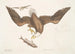 Aquila capite Albo L'Aigle à tête blanche De grootte van de kop van de adelaar - Mark Catesby — weergave van het kunstwerk