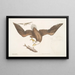 Aquila capite Albo L'Aigle à tête blanche De grootte van de kop van de adelaar - Mark Catesby — ingelijst kunstwerk aan de muur