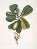Tonnelle Jasmin floribus Les Sept Ans Pomme Parus Bahamensis Les Bahama Titmous - Mark Catesby — weergave van het kunstwerk