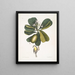 Tonnelle Jasmin floribus Les Sept Ans Pomme Parus Bahamensis Les Bahama Titmous - Mark Catesby — ingelijst kunstwerk aan de muur