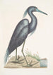 Ardea caerulea Le Héron bleu - Mark Catesby — weergave van het kunstwerk