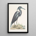 Ardea caerulea Le Héron bleu - Mark Catesby — ingelijst kunstwerk aan de muur
