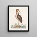 Ardea stellaris De Blauwborst - Mark Catesby — ingelijst kunstwerk aan de muur