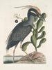 Ardea stellaris cristata Americana Le butor huppé Lobelia c - Mark Catesby — weergave van het kunstwerk