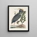 Ardea stellaris cristata Americana Le butor huppé Lobelia c - Mark Catesby — ingelijst kunstwerk aan de muur