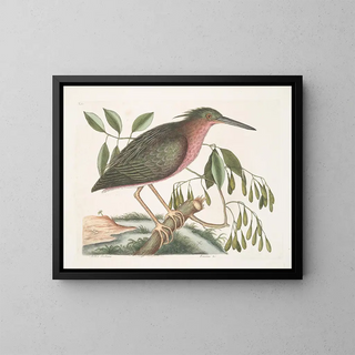 Mark Catesby - Ardea Stellaris minima The small Bittern Fracinus c.webp