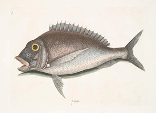 Mark Catesby - Aurata The Porgy.webp