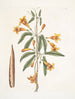 Bignonia Americana - Mark Catesby — weergave van het kunstwerk