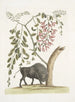 van een Amerikaans bizon schilderij Pseudo Acacia hispida met roze bloemen - Mark Catesby — weergave van het kunstwerk