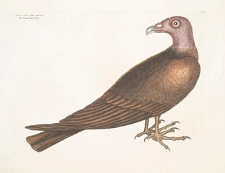 Buse met kop van kalkoen - Mark Catesby — weergave van het kunstwerk