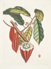 Cacao Arbor Le Cacao Tree - Mark Catesby — weergave van het kunstwerk