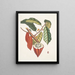 Cacao Arbor Le Cacao Tree - Mark Catesby — ingelijst kunstwerk aan de muur