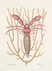Cancellus maximus De mariene hermietkreeft Lithophyton c - Mark Catesby — weergave van het kunstwerk