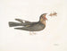 Le Chèvre-Feuille - Mark Catesby — weergave van het kunstwerk