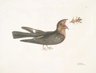 Mark Catesby - Caprimulgus The GoatSucker.webp