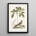 Caprimulgus minor Americanus L'engoulevent Aureliana Canadensis Le ginseng ou ninsin des Chinois - Mark Catesby — ingelijst kunstwerk aan de muur