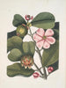 Cenchramidea Arbor saxis nascens c De Balsemboom - Mark Catesby — weergave van het kunstwerk