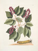 Cerasus c Pigeon Plum Eruca maxima hornuta La chenille à grandes cornes - Mark Catesby — weergave van het kunstwerk