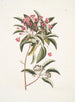 Chamdaphne foliis Tini - Mark Catesby — weergave van het kunstwerk